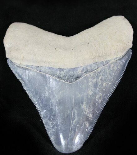 Serrated  Bone Valley Megalodon Tooth #22899
